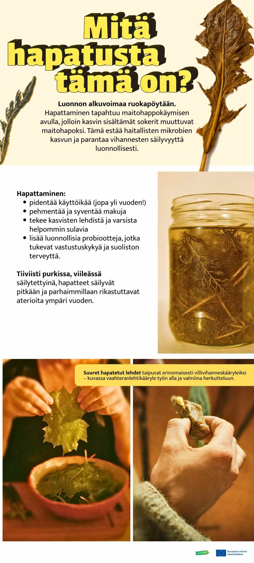 Mitä hapatusta?