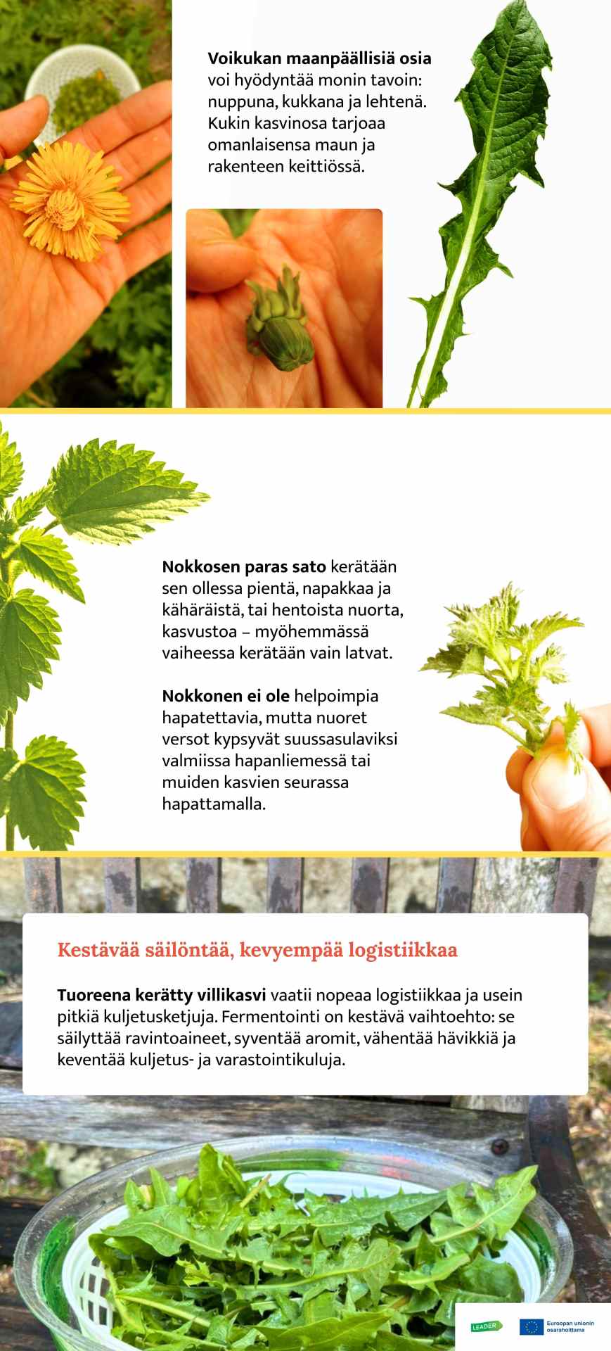 Kesytä villi 2